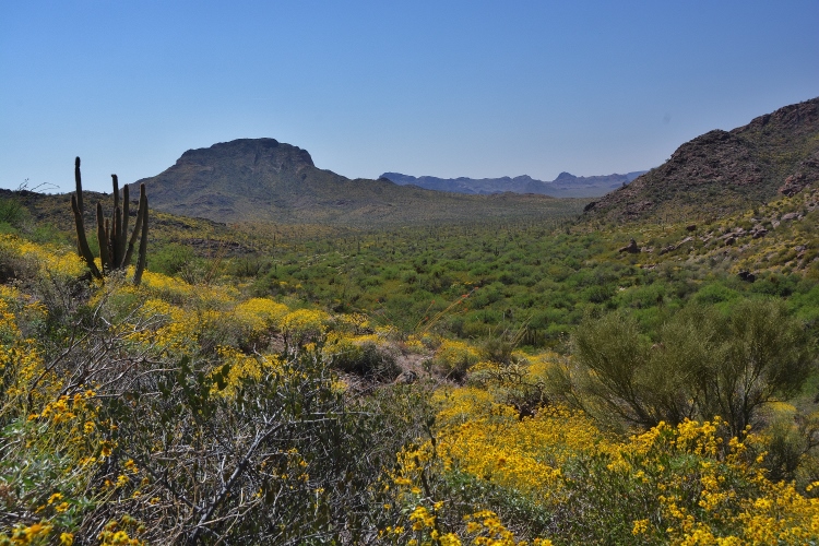 desert floor